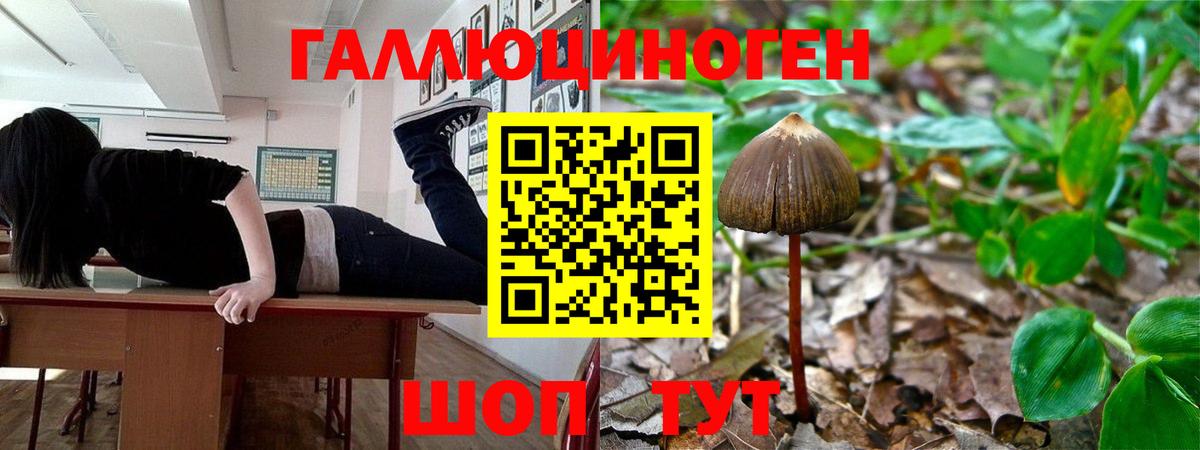 Псилоцибиновые грибы прущие грибы Владивосток